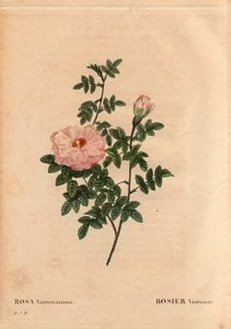 Tabla botánica, flor, variedad de rosa: Rosa Ventenat. (Rosa ventenatiana), origen desconocido. En “Les Roses”, Volumen 2 por Pierre Joseph Redoute (1759-1840) de Pierre Joseph Redouté