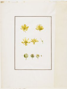 Disección botánica: Asfódelo amarillo (Asphodelus lutea), c.1778-90 de Pierre Joseph Redouté