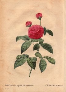 Lámina botánica, flor, variedad de rosa: El niño de Francia (Rosa gallica agatha var. delphiniana). Cultivada por Monsieur Du Pont, circa 1802, conocida desde el reinado de Luis XV (1710-1774) y llamada “Enfant de France” en honor del Delfín. En “Les Roses