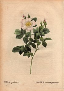 Tablero botánico, flor, variedad de rosa: Rosa con flores de gema. (Rosa geminata). Descubierta por el Profesor Rau, cerca de Wurzburgo, Alemania antes de 1820. En "Les Roses", Volumen 2 por Pierre Joseph Redoute (1759-1840) de Pierre Joseph Redouté