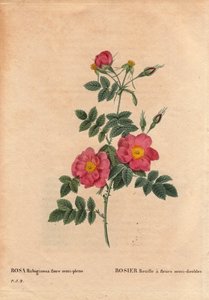 Tabla botánica, Flor, Variedad de Rosa: Rosa Rust con flores semi-dobles (Rosa rubiginosa flora semi pleno), obtenida de semillas y cultivada por P.J. Redouté alrededor de 1806. En “Les Roses”, Volumen 2 por Pierre Joseph Redouté (1759-1840) de Pierre Joseph Redouté