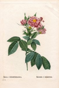 Rosa Boursault, variedad Rosa l