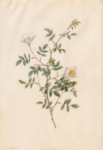 Rosa silvestre o rosa canina (Rosa Sepium Rosea)
