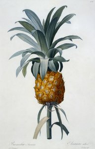 Bromelia Ananas de Pierre Joseph Redouté