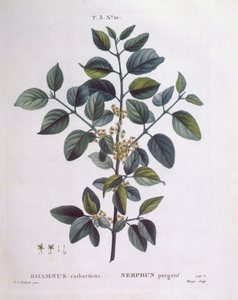 Espino cerval (Rhamnus catharticus), Henry Louis Duhamel du Monceau, lámina botánica por Pierre Joseph Redouté de Pierre Joseph Redouté