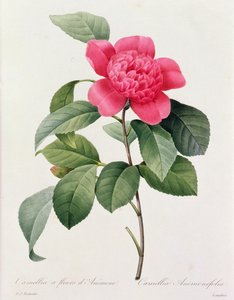 Camellia Anemonefolia (grabado en color) de Pierre Joseph Redouté