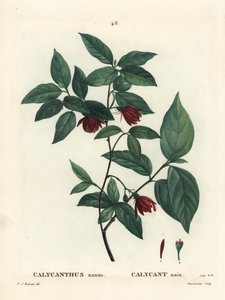 Calycanthus floridus var. glaucus de Pierre Joseph Redouté