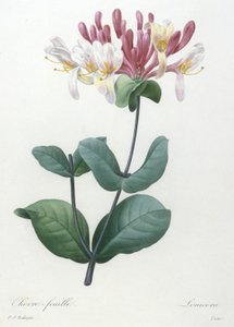 Chevre-feuille, de Choix Des Plus Belle Fleurs et des Plus Beaux Fruits, 1827 (grabado a puntos coloreado a mano)