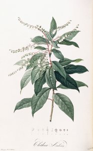 Clethra Arborea de Pierre Joseph Redouté