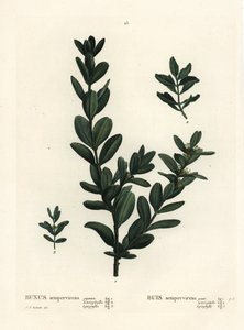 Boj común, boj europeo o boj, Buxus sempervirens. Grabado a mano coloreado después de una ilustración de Pierre-Joseph Redouté del 