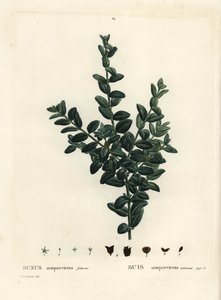 Boj común, boj europeo o boj, Buxus sempervirens fruticosa. Grabado a puntos coloreado a mano después de una ilustración de Pierre-Joseph Redoute del 