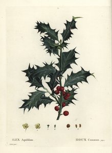 Acebo común, Ilex aquifolium de Pierre Joseph Redouté