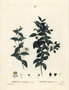 Mirto común, Myrtus communis. Grabado a puntos coloreado a mano por Demachy después de una ilustración de Pierre-Joseph Redoute del Tratado de Árboles y Arbustos de Henri Louis Duhamel du Moncel, París de Pierre Joseph Redouté