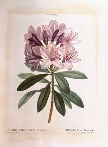 Rhododendron común (Rhododendron ponticum), Henry Louis Duhamel du Monceau, placa botánica por Pierre Joseph Redouté de Pierre Joseph Redouté