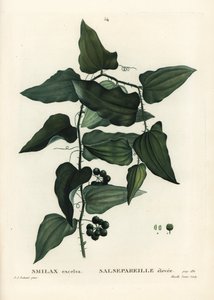 Smilax aspera de Pierre Joseph Redouté