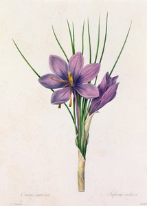 Crocus Sativus (grabado en color)