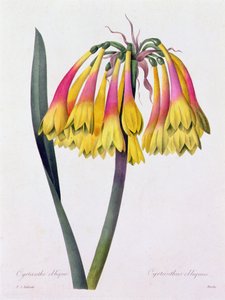 Cyrtanthus Obliquus (grabado en color)