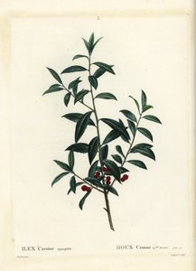 Acebo Dahoon o cassina, Ilex cassine. Grabado a puntos coloreado a mano por Coqueret después de una ilustración de Pierre-Joseph Redoute del 