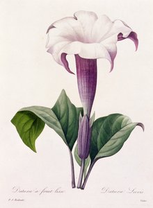 Dature Laevis (grabado en color) de Pierre Joseph Redouté