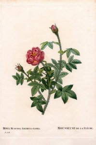 Rosa De la Fleche, variedad Rosa centifolia var. muscosa, La Mousseuse de la Fleche. Grabado en cobre a mano de Pierre Joseph Redoute