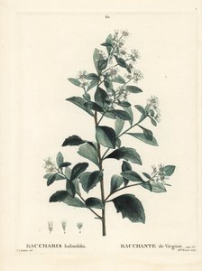 Baccharis oriental, arbusto de tierra, mirto de mar o salicaria, Baccharis halimifolia. Grabado a mano coloreado por Miss Brenet después de una ilustración de Pierre-Joseph Redoute del Tratado de Árboles y Arbustos de Henri Louis Duhamel du Moncel, París