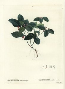 Baya de té oriental, checkerberry o boxberry, Gaultheria procumbens. Grabado a puntos coloreado a mano por Tassaert después de una ilustración de Pierre-Joseph Redoute del 