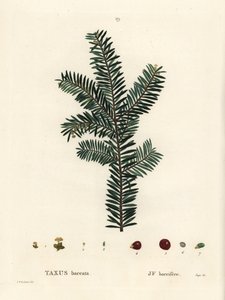Tejo inglés o tejo europeo, Taxus baccata. Grabado a puntos coloreado a mano por Tassaert después de una ilustración de Pierre-Joseph Redoute del 