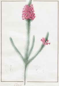 Erica Fulgida, 1813 de Pierre Joseph Redouté