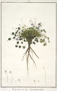 Erodium chamaedryoides, de Geraniologia, seu Erodii, Pelargonii, Monsoniae et Grieli historia iconibus illustrata, 1787-88 (grabado coloreado a mano)