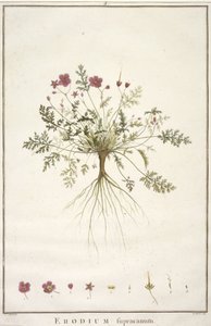 Erodium supracanum, de Geraniologia, seu Erodii, Pelargonii, Monsoniae et Grieli historia iconibus illustrata, 1787-88 (grabado coloreado a mano)