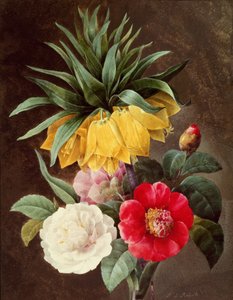 Flores exóticas de Pierre Joseph Redouté