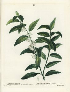 Andrómeda acuminata. Grabado a puntos coloreado a mano por Miss Brenet después de una ilustración de Pierre-Joseph Redoute del Tratado de Árboles y Arbustos de Henri Louis Duhamel du Moncel, París