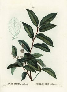 Andrómeda axillaris. Grabado a puntos coloreado a mano por Moret después de una ilustración de Pierre-Joseph Redoute del Tratado de Árboles y Arbustos de Henri Louis Duhamel du Moncel, París de Pierre Joseph Redouté