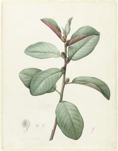 Ficus Rubeginosa de Pierre Joseph Redouté