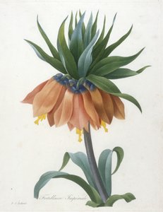 Fritillaire Imperiale, de Choix Des Plus Belle Fleurs et des Plus Beaux Fruits, 1827