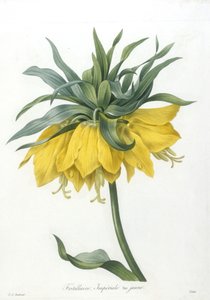 Fritillaire, Imperiale variété jaune, de Choix Des Plus Belle Fleurs et des Plus Beaux Fruits, 1827
