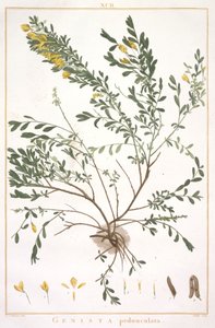 Genista pedunculata, de Stripes Novae aut Minus Cognitae, 1784 (grabado coloreado a mano) de Pierre Joseph Redouté