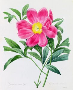 Genciana sin tallo (grabado en color) de Pierre Joseph Redouté