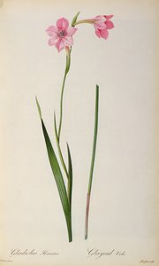 Gladiolus Hirsulus, de 