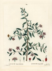 Baya de goji o bayas de lobo chinas, Lycium barbarum de Pierre Joseph Redouté