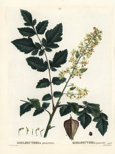 Árbol de lluvia dorada, orgullo de la India, árbol de China o árbol de barniz, Koelreuteria paniculata. Grabado a mano coloreado después de una ilustración de Pierre-Joseph Redoute del Tratado de Árboles y Arbustos de Henri Louis Duhamel du Monceau, París de Pierre Joseph Redouté