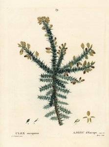 Aulaga, tojo o retama, Ulex europaeus de Pierre Joseph Redouté