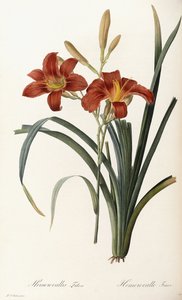 Hemerocallis Fulva