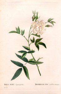 Rosa blanca de hojas de cáñamo, Rosa alba var. cannabifolia, rosa blanca con hojas de cáñamo. Grabado en cobre a mano coloreado de Pierre Joseph Redouté “Les Roses,” París de Pierre Joseph Redouté