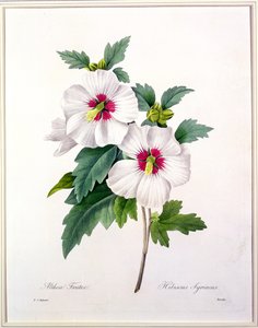 Hibiscus syriacus, grabado por Bessin, de 
