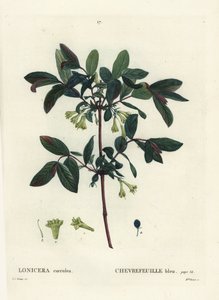 Madreselva azul, baya de Haskap, madreselva de bayas azules o madreselva dulce, Lonicera caerulea. Grabado a puntos de color a mano por Miss Brenet después de una ilustración de Pierre-Joseph Redouté del Tratado de los Árboles y Arbustos de Henri Louis Duh de Pierre Joseph Redouté