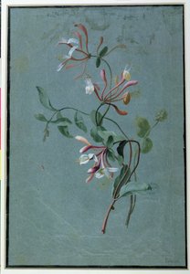 Madreselva de Pierre Joseph Redouté