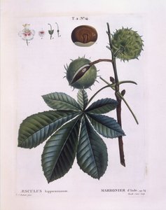 Castaño de Indias (Aesculus hippocastanum), Henry Louis Duhamel du Monceau, placa botánica por Pierre Joseph Redouté