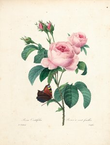 Rosa de cien hojas, grabado por Langlois, de Choix des Plus Belles Fleurs et des Plus Beaux Fruits, Vol. I, 1827-33