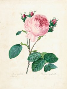 Rosa de cien hojas, de 